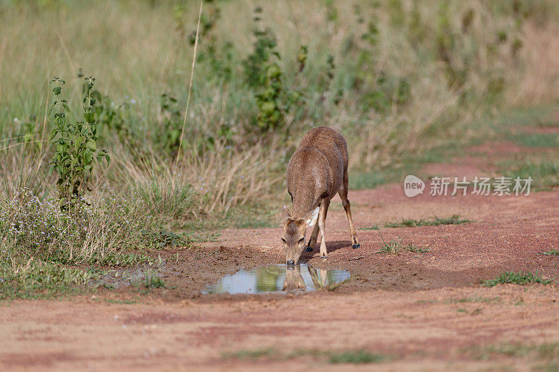 动物:成年雌性棕角鹿，又称坡鹿，或thamin (Rucervus eldii或Panolia eldii)。